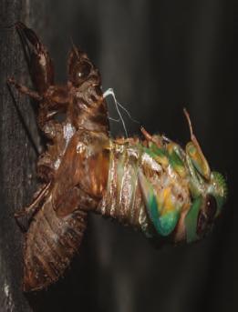 that cicadas have five eyes, two large compound eyes and three small eyes known as