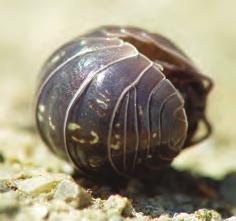 that pill bugs are not native to the Americas, but were introduced from Europe?