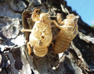 Cicadas are insects and are in the order Hemiptera which are known as the true bugs.
