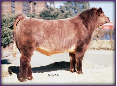 white coat (W ) is roan. If a homozygous polled red animal is bred to a white horned one, what will the F1 be like?