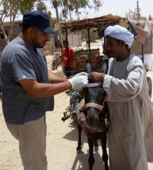 donkeys were also given worming