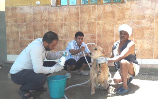 Ahmed washes the dogs with flea/tick shampoo with the help