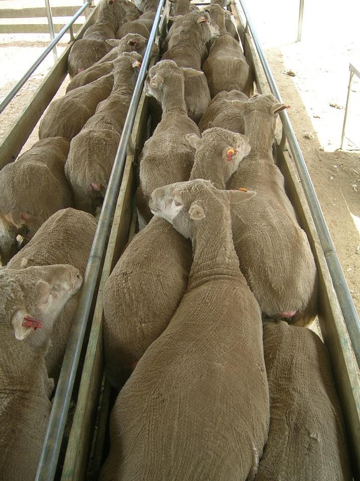 Drench resistance update - Sustainable summer drenching Adult sheep strategic programs: EITHER Autumn drench: late March/early
