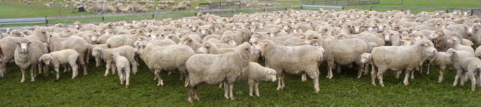 Worm control in prime lambs - What does it cost and how can we manage it? MLA & DPIRD - funded project, B.AHE.