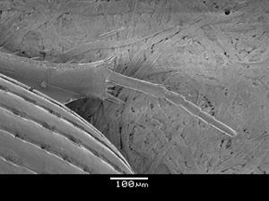 Metatibia very narrow, metatarsi narrow and elongate (Fig. 52), basal tarsomere distinctly longer than long spur. Body small, length nearly 2.