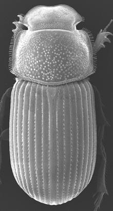 13(10). Pronotum laterally explanate with fringe of distinct setae (Fig.27 ) 14 13'. Pronotum laterally explanate or not, fringed with setae or not, but not both explanate and fringed. 16 Figure 27.