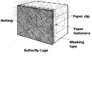 Learning Experience 5: Cages (optional) Objective: Students will build butterfly cages. (This learning experience is optional because the butterfly sanctuary included in the kit will work as a cage.