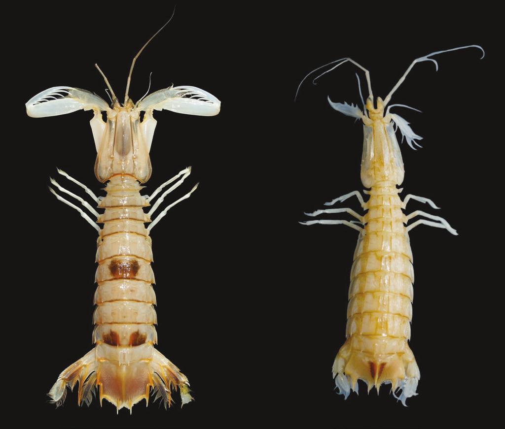 First Report of Two Species of Mantid Shrimps A B Fig. 1.