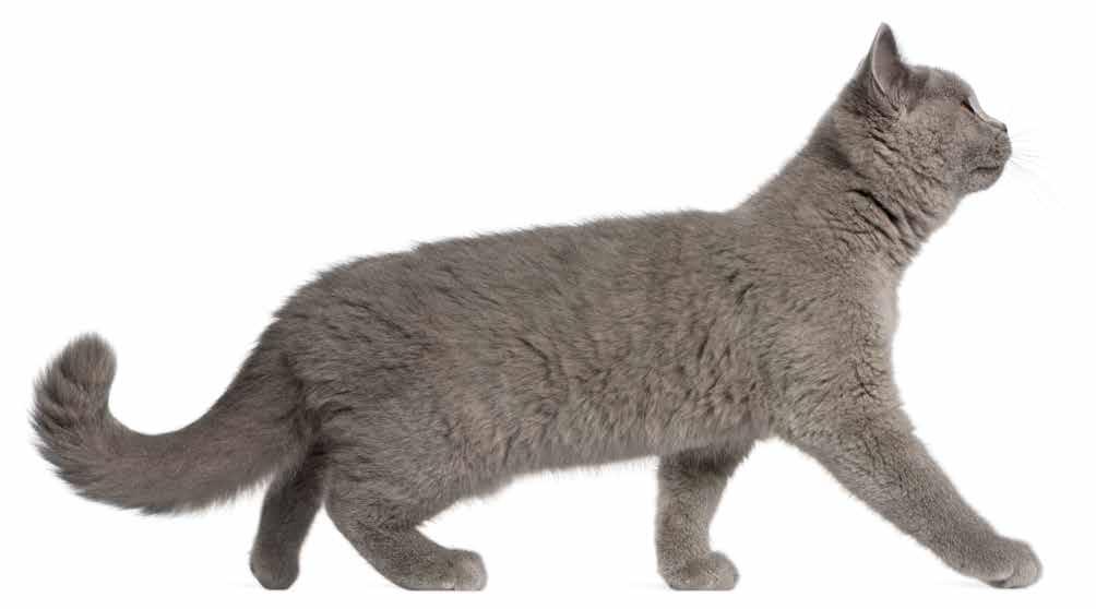 How do I know if my cat is a healthy shape? Why are we talking about shape?