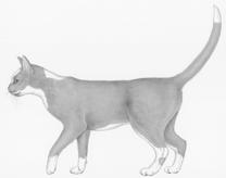 You should be able to see a waist; if not, your cat may be a bit overweight. Why is your cat s shape important?