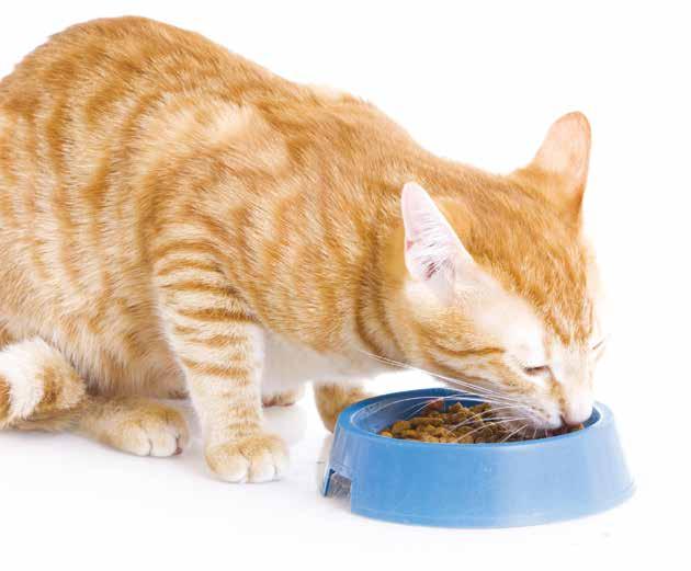 Without them, your cat could become very ill, and even go blind. Cats also need to eat animal fat to get vitamin A, which helps keep them healthy.