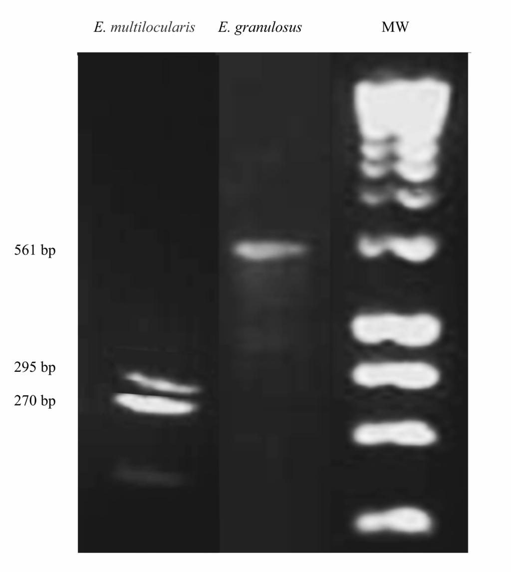 subjected to digestion using Ssp1 2 restriction enzyme according to manufacturer instructions for species differentiation.