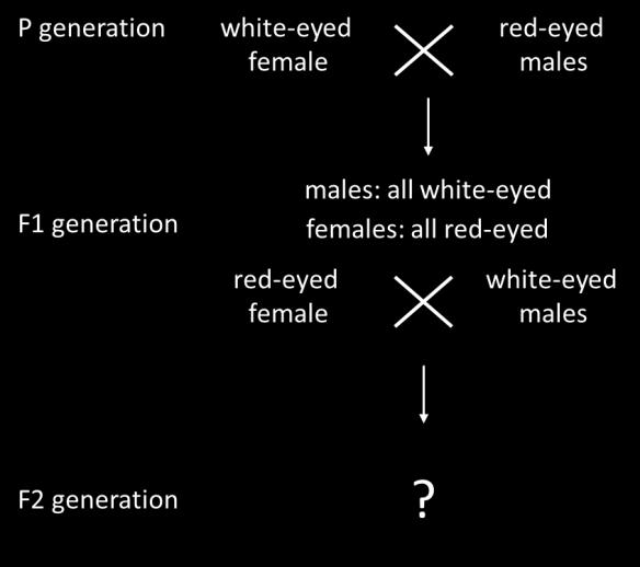 Describe sex-linked inheritance and use correct terminology and letters to represent the genotypes of female and male flies for sex-linked traits. 5.