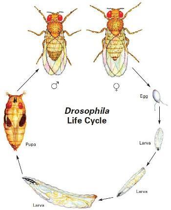 Revised Fall 2018 Part 2: Remove F1 generation flies Fruit Fly Life Cycle: The life cycle of Drosophila can take place in plastic culture vials that contain a source of food.