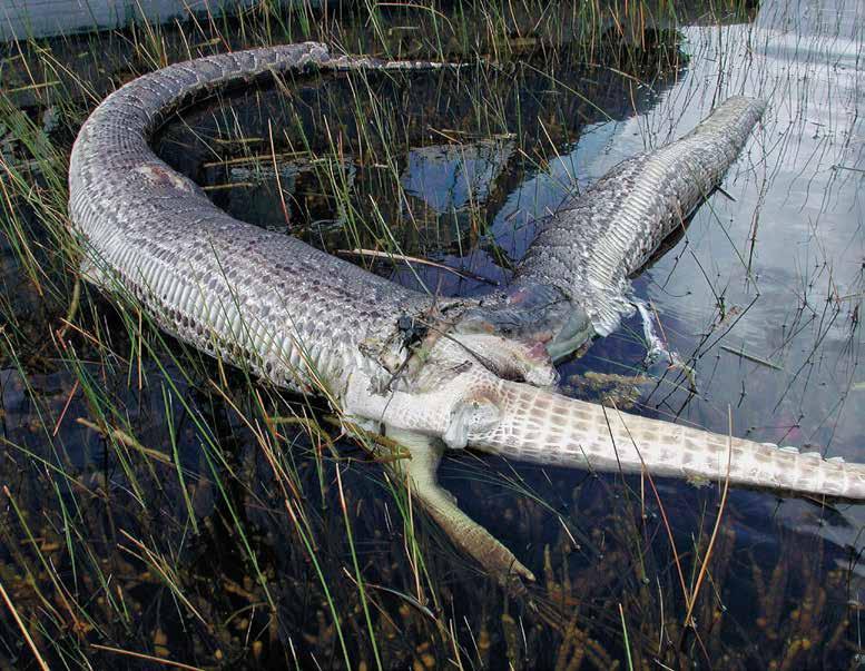 In a fight to the death, a Burmese python exploded after trying to eat an alligator in the Florida Everglades. MICHAEL BARRON/EVERGLADES 