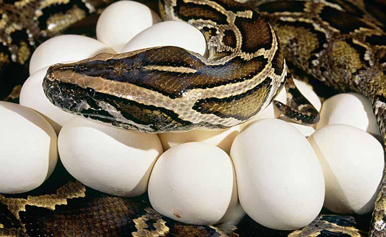 A female Burmese python can lay as many as 100 eggs in one nest. BURMESE