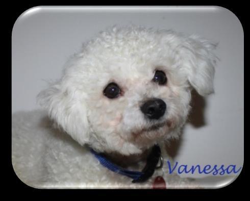 Vanessa s XS Bicha-Poo Puppies (~ 10 lbs.