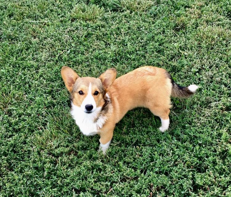 FLURRY (Lauzon Ranch s Little Flurry AKC full registration, rabies vaccination, and microchip) Dob: February 16, 20180 Price: $1100.