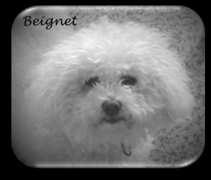 Vanessa s XS Bicha-Poos (Bichon Frise X Romeo - Red/White Miniature Poodle) Very special, XS puppies about 10 lbs. when grown.