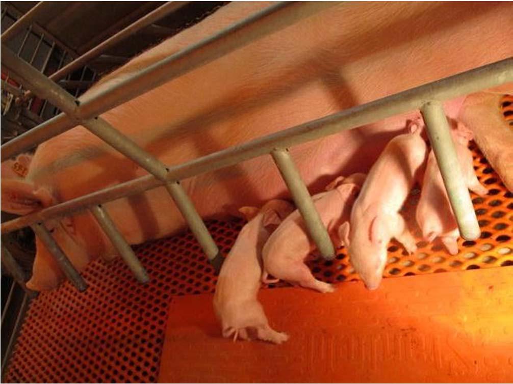 Farrowing Sows Traditional farrowing crate Sows adjust to the housing with little training Enter ~1 week before