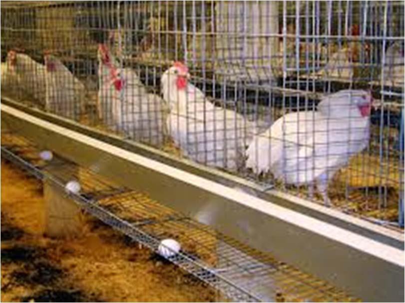 Poultry PS- If the cage does not have a visible buildup of feces and
