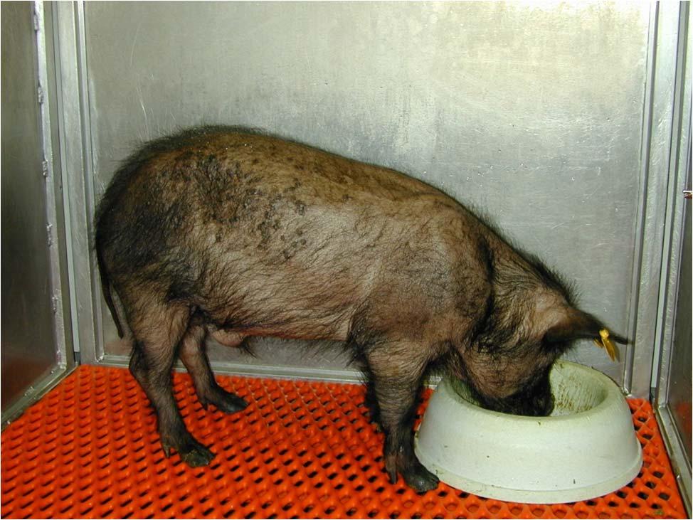 Miniature Swine The agricultural transition animal Demonstrate behavior similar to