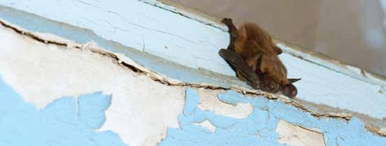 To allow a bat to leave a home, close the room and closet doors, open windows, turn on a light (if the room is dim) and observe the bat until it leaves.