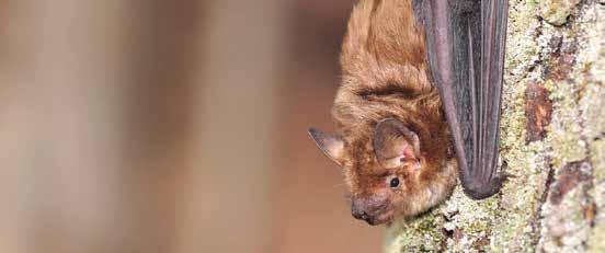 Is there something special about bats and rabies? Yes. Most of the recent human cases of rabies in the U.S. have been caused by bats. Any possible contact with bats should be taken seriously.