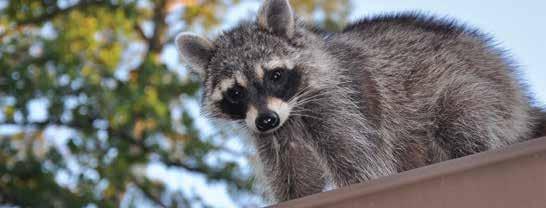 How can I keep myself and others from getting rabies? Teach children never to approach animals they don t know even if they appear friendly.