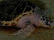 1998 2 22 Olive Ridley Turtle Smallest of the sea turtles nesting in Malaysia (3 6 kg) Feeds largely on shellfish, crustaceans, and