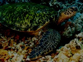 Hawksbill turtle Commonly seen in coral reef areas, feed largely on sponges Shell exploited for the Beko trade, adults weigh 4 9 kg 14