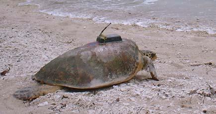 Frequency Nesting frequency distribution of green turtles in Redang (1993 to 21) 12 1 8 6 4 2 1 2 3 4 5 6 7 8 9 1 11 No.