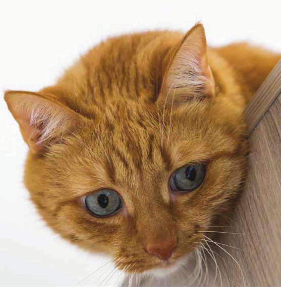 What you should do: You should ensure your cat receives enough mental, social and physical stimulation to satisfy its individual behavioural needs.