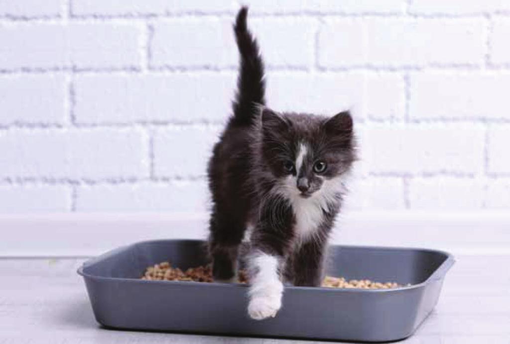 How to provide a suitable environment for your cat to live in All cats, including those that live predominantly outdoors, need a safe and clean environment and protection from hazards.