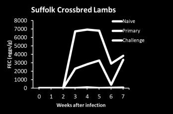 contortus Challenge infection = Infection given to lambs that have developed memory Fecal egg count after infection Parasite exposure and memory During