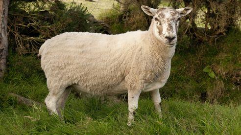 The longevity of the Texel X ewe is something that Tommy sees as very important especially at today s replacement cost. Many of these ewes are fully functional at 7-8 years old.