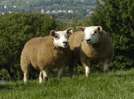 HILTEX the new brand of sheep Crossbreed sheep are nothing new in Ireland, but the newly branded Hiltex promises to be a very useful and profitable option for both upland and lowland sheep farmers.