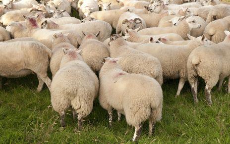 A choice of markets Hiltex cross lambs are ideal for sending on to the factory at around 20 or 21kg in weight. Alternatively, the farmer can fatten them on and sell heavier lambs to the butcher.