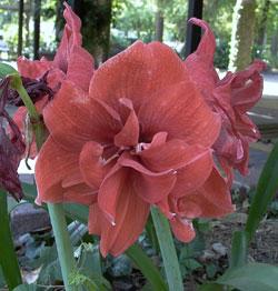 4. Amaryllis Also around the holidays, we often give or receive Amaryllis. This is another plant that needs to be kept from your pet.