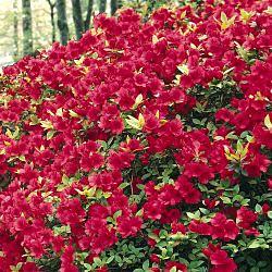6. Azalea and Rhododendron Here in Texas, we love our Azaleas. They have beautiful spring time flowers and are often given as gifts for the holidays.