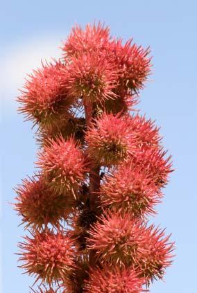 8. Castor Bean The Castor Bean Plant is also used for landscaping, but the beans are not