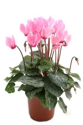 Cyclamen Another popular plant that is toxic to our pets is the Cyclamen.
