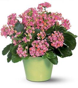10. Kalanchoe The Kalanchoe is another popular plant given as gifts.