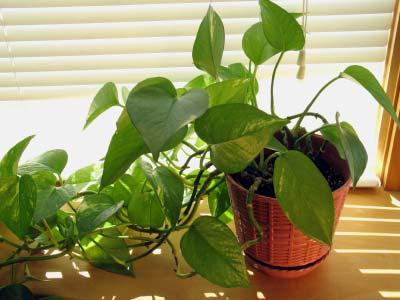 12. Pothos The Pothos is a common household plant and common in gift baskets.