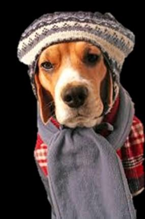 Randy McNair Cold Weather Pet Safety Tips Never leave your pet in a car! A car can act as a refrigerator in the winter and cause the animal to freeze. Clean antifreeze spills and leaks.