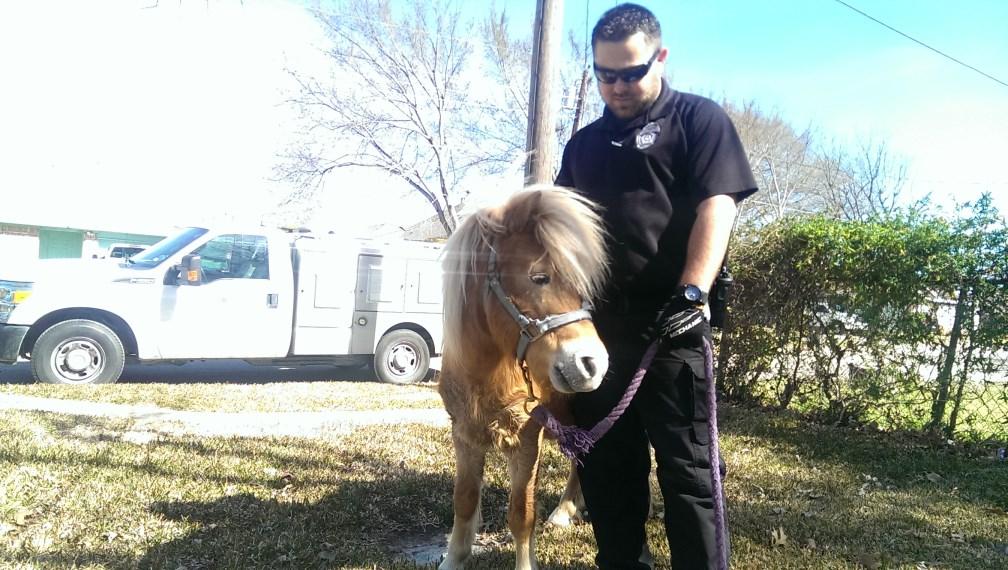 More Than Just Dog Catchers By Shelter Supervisor Hugo Espinoza Garland Animal Services provides all animal related services for the City of Garland.