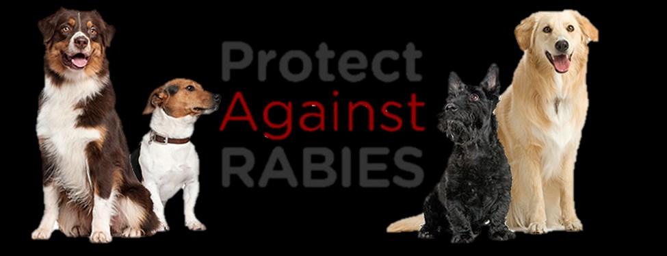 Rabies Control What do baby raccoons, skunks, kittens and puppies have in common? Yes, they are all cute but they are also potential carriers of rabies.