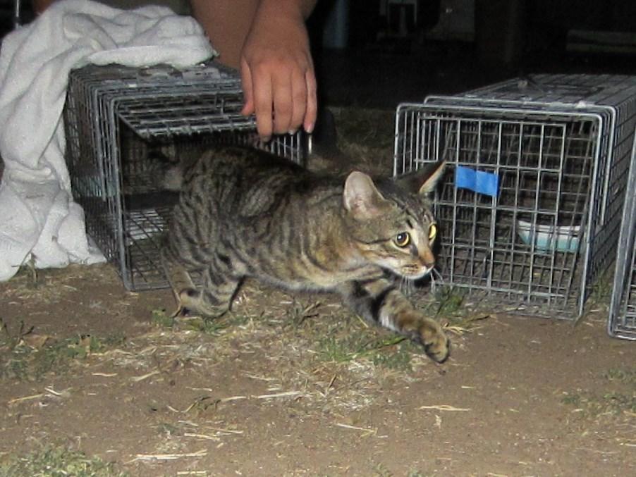 What the program does is that the animal is humanely trapped and brought into the shelter. At that point TNR will come in, pick up the animal and then Spay or Neuter the animal.