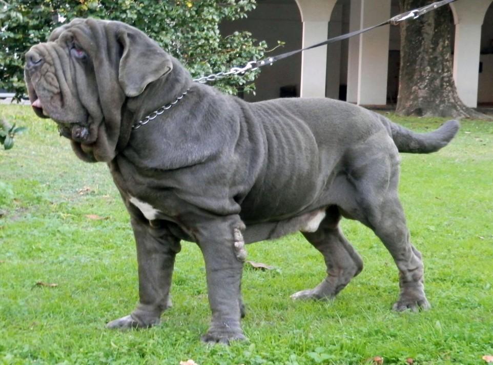 Learn the Breeds: Neapolitan Mastiff The Neapolitan Mastiff or Mastino (Italian: Ma stino Napoletano) is a large, ancient dog breed.