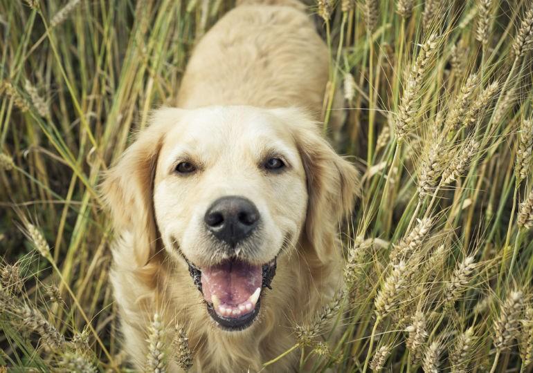 News from the AKC S T U D Y S U G G E S T S F A R M I N G I N F L U E N C E D D O G S E V O L U T I O N By: Staff Writers November 9, 2016 A new study has determined that farming may have changed the